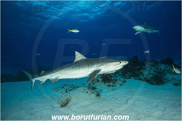 Tiger beach, Bahamas, Atlantic ocean, Galeocerdo cuvier, Galeocerdo, Carcharhinidae, Elasmobranchii, Tiger shark, Shark, Fish, Sand, Carcharhinus perezii, Carcharhinus, Caribbean reef shark