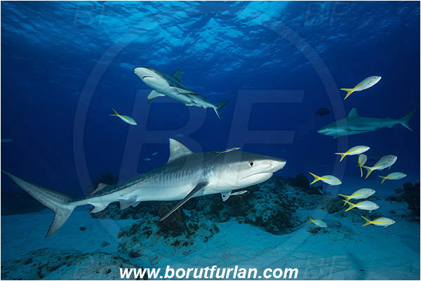 Tiger beach, Bahamas, Atlantic ocean, Galeocerdo cuvier, Galeocerdo, Carcharhinidae, Elasmobranchii, Tiger shark, Shark, Fish, Sand, Carcharhinus perezii, Carcharhinus, Caribbean reef shark