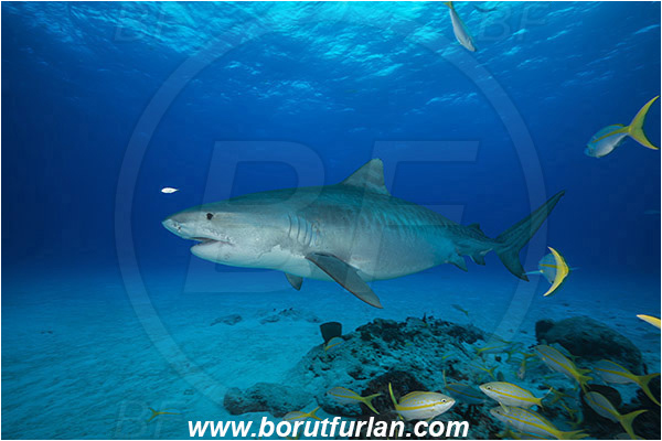 Tiger beach, Bahamas, Atlantic ocean, Galeocerdo cuvier, Galeocerdo, Carcharhinidae, Elasmobranchii, Tiger shark, Shark, Fish, Reef