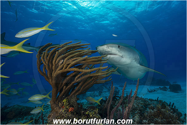 Tiger beach, Bahamas, Atlantic ocean, Galeocerdo cuvier, Galeocerdo, Carcharhinidae, Elasmobranchii, Tiger shark, Shark, Fish, Reef, Pseudoplexaura sp., Pseudoplexaura, Plexauridae, Gorgonian porous sea rod, Soft coral, Coral, Anthozoa, Cnidaria, Cnidarian