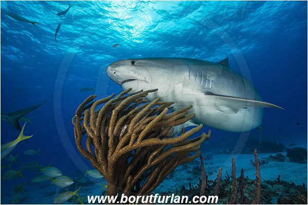 Tiger beach, Bahamas, Atlantic ocean, Galeocerdo cuvier, Galeocerdo, Carcharhinidae, Elasmobranchii, Tiger shark, Shark, Fish, Reef, Pseudoplexaura sp., Pseudoplexaura, Plexauridae, Gorgonian porous sea rod, Soft coral, Coral, Anthozoa, Cnidaria, Cnidarian