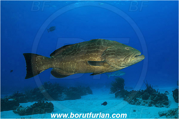 Tiger beach, Bahamas, Atlantic ocean, Mycteroperca bonaci, Mycteroperca, Serranidae, Black grouper, Grouper, Fish, Reef, Sand