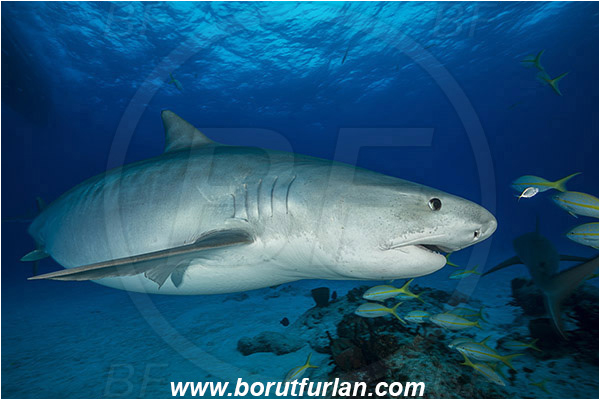 Tiger beach, Bahamas, Atlantic ocean, Galeocerdo cuvier, Galeocerdo, Carcharhinidae, Elasmobranchii, Tiger shark, Shark, Fish, Reef