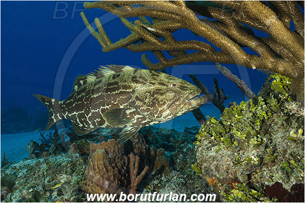 Tiger beach, Bahamas, Atlantic ocean, Mycteroperca bonaci, Mycteroperca, Serranidae, Black grouper, Grouper, Fish, Reef