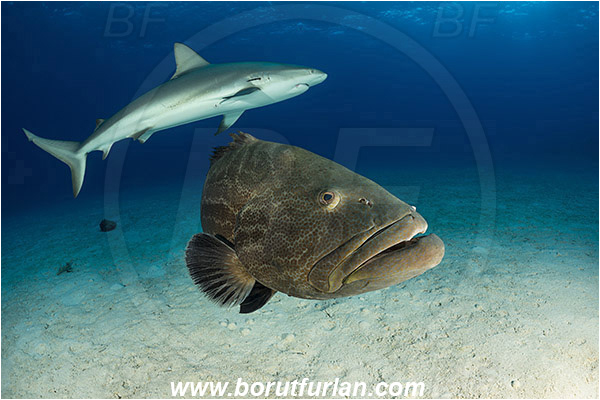 Tiger beach, Bahamas, Atlantic ocean, Mycteroperca bonaci, Mycteroperca, Serranidae, Black grouper, Grouper, Fish, Sand, Carcharhinus perezii, Carcharhinus, Carcharhinidae, Elasmobranchii, Caribbean reef shark, Shark