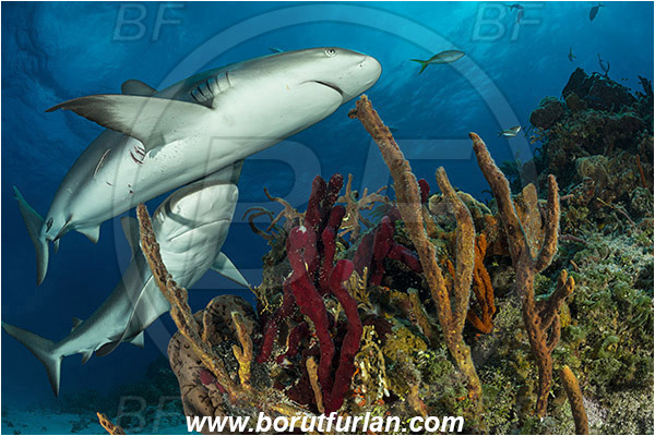Tiger beach, Bahamas, Atlantic ocean, Carcharhinus perezii, Carcharhinus, Carcharhinidae, Elasmobranchii, Caribbean reef shark, Shark, Fish, Porifera, Sponge, Reef