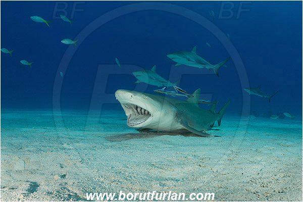 Tiger beach, Bahamas, Atlantic ocean, Negaprion brevirostris, Negaprion, Carcharhinidae, Elasmobranchii, Lemon shark, Shark, Fish, Echeneis naucrates, Echeneidae, Slender Suckerfish, Suckerfish, Cleaning, Carcharhinus perezii, Carcharhinus, Caribbean reef shark
