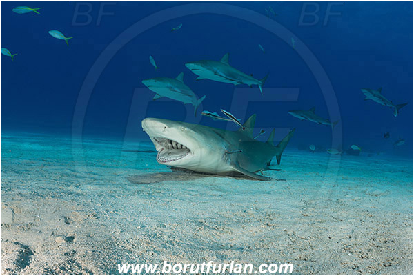 Tiger beach, Bahamas, Atlantic ocean, Negaprion brevirostris, Negaprion, Carcharhinidae, Elasmobranchii, Lemon shark, Shark, Fish, Echeneis naucrates, Echeneidae, Slender Suckerfish, Suckerfish, Cleaning, Carcharhinus perezii, Carcharhinus, Caribbean reef shark