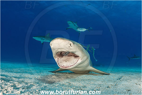 Tiger beach, Bahamas, Atlantic ocean, Negaprion brevirostris, Negaprion, Carcharhinidae, Elasmobranchii, Lemon shark, Shark, Fish, Echeneis naucrates, Echeneidae, Slender Suckerfish, Suckerfish, Cleaning