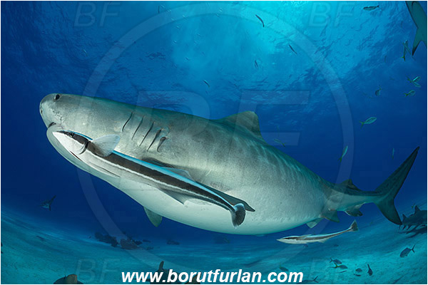 Tiger beach, Bahamas, Atlantic ocean, Galeocerdo cuvier, Galeocerdo, Carcharhinidae, Elasmobranchii, Tiger shark, Shark, Fish, Sand, Echeneis naucrates, Echeneidae, Slender Suckerfish, Suckerfish