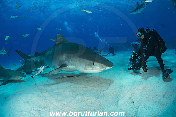 Tiger beach, Bahamas, Atlantic ocean, Galeocerdo cuvier, Galeocerdo, Carcharhinidae, Elasmobranchii, Tiger shark, Shark, Fish, Sand, Diver, Underwater photographer