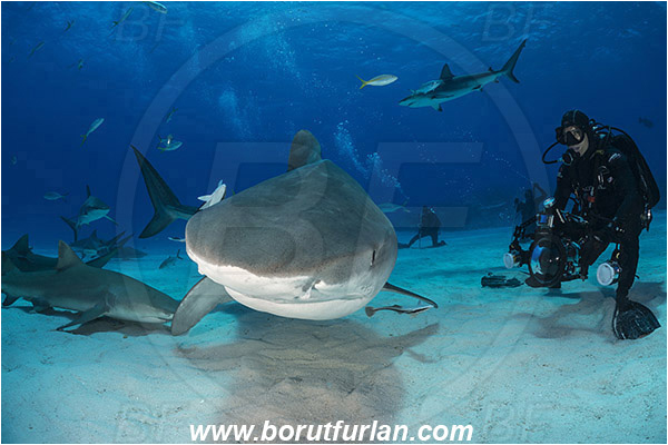 Tiger beach, Bahamas, Atlantic ocean, Galeocerdo cuvier, Galeocerdo, Carcharhinidae, Elasmobranchii, Tiger shark, Shark, Fish, Sand, Diver, Underwater photographer, Portrait