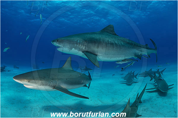 Tiger beach, Bahamas, Atlantic ocean, Galeocerdo cuvier, Galeocerdo, Carcharhinidae, Elasmobranchii, Tiger shark, Shark, Fish, Carcharhinus perezii, Carcharhinus, Caribbean reef shark, Sand
