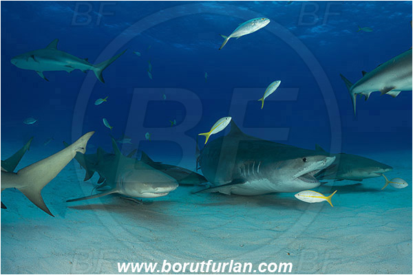 Tiger beach, Bahamas, Atlantic ocean, Galeocerdo cuvier, Galeocerdo, Carcharhinidae, Elasmobranchii, Tiger shark, Shark, Fish, Negaprion brevirostris, Negaprion, Lemon shark, Sand
