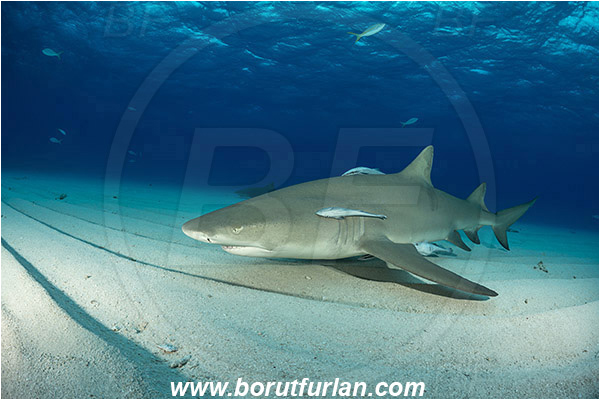 Tiger beach, Bahamas, Atlantic ocean, Negaprion brevirostris, Negaprion, Carcharhinidae, Elasmobranchii, Lemon shark, Shark, Fish, Echeneis naucrates, Echeneidae, Slender Suckerfish, Suckerfish, Sand