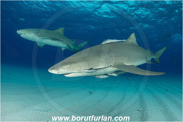 Tiger beach, Bahamas, Atlantic ocean, Negaprion brevirostris, Negaprion, Carcharhinidae, Elasmobranchii, Lemon shark, Shark, Fish, Echeneis naucrates, Echeneidae, Slender Suckerfish, Suckerfish, Sand