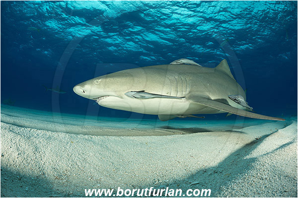 Tiger beach, Bahamas, Atlantic ocean, Negaprion brevirostris, Negaprion, Carcharhinidae, Elasmobranchii, Lemon shark, Shark, Fish, Echeneis naucrates, Echeneidae, Slender Suckerfish, Suckerfish, Sand