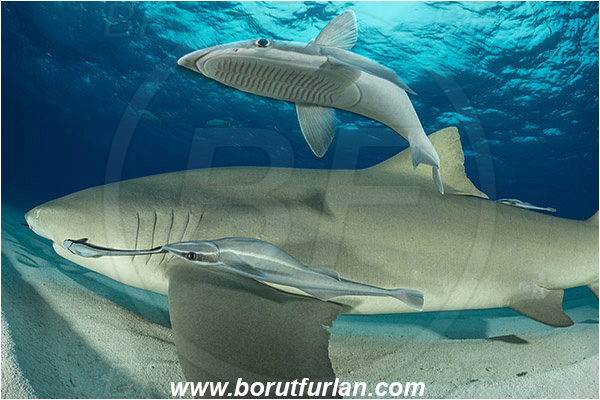 Tiger beach, Bahamas, Atlantic ocean, Negaprion brevirostris, Negaprion, Carcharhinidae, Elasmobranchii, Lemon shark, Shark, Fish, Echeneis naucrates, Echeneidae, Slender Suckerfish, Suckerfish, Sand