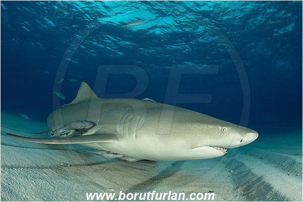 Tiger beach, Bahamas, Atlantic ocean, Negaprion brevirostris, Negaprion, Carcharhinidae, Elasmobranchii, Lemon shark, Shark, Fish, Echeneis naucrates, Echeneidae, Slender Suckerfish, Suckerfish, Sand