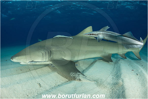 Tiger beach, Bahamas, Atlantic ocean, Negaprion brevirostris, Negaprion, Carcharhinidae, Elasmobranchii, Lemon shark, Shark, Fish, Echeneis naucrates, Echeneidae, Slender Suckerfish, Suckerfish, Sand