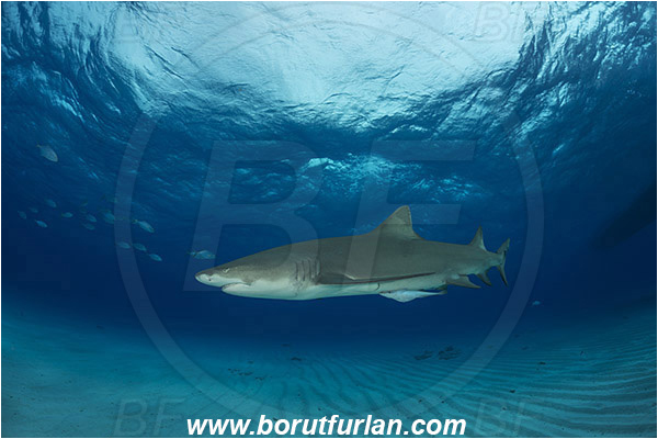 Tiger beach, Bahamas, Atlantic ocean, Negaprion brevirostris, Negaprion, Carcharhinidae, Elasmobranchii, Lemon shark, Shark, Fish, Sand