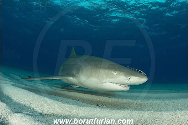 Tiger beach, Bahamas, Atlantic ocean, Negaprion brevirostris, Negaprion, Carcharhinidae, Elasmobranchii, Lemon shark, Shark, Fish, Sand