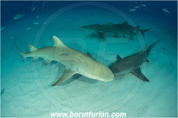 Tiger beach, Bahamas, Atlantic ocean, Negaprion brevirostris, Negaprion, Carcharhinidae, Elasmobranchii, Lemon shark, Shark, Fish, Sand