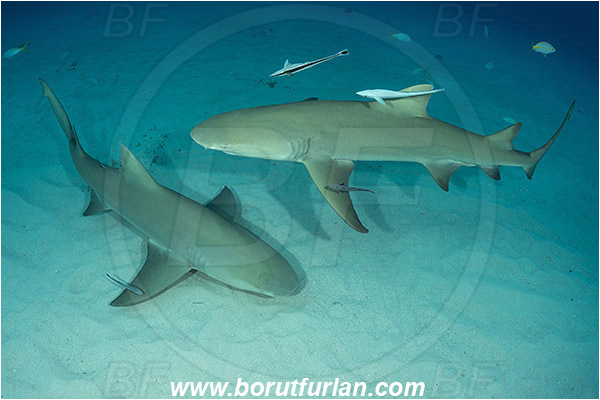 Tiger beach, Bahamas, Atlantic ocean, Negaprion brevirostris, Negaprion, Carcharhinidae, Elasmobranchii, Lemon shark, Shark, Fish, Echeneis naucrates, Echeneidae, Slender Suckerfish, Suckerfish, Sand