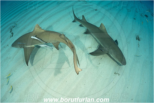 Tiger beach, Bahamas, Atlantic ocean, Negaprion brevirostris, Negaprion, Carcharhinidae, Elasmobranchii, Lemon shark, Shark, Fish, Echeneis naucrates, Echeneidae, Slender Suckerfish, Suckerfish, Sand