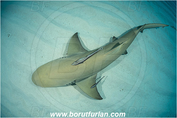 Tiger beach, Bahamas, Atlantic ocean, Negaprion brevirostris, Negaprion, Carcharhinidae, Elasmobranchii, Lemon shark, Shark, Fish, Echeneis naucrates, Echeneidae, Slender Suckerfish, Suckerfish, Sand