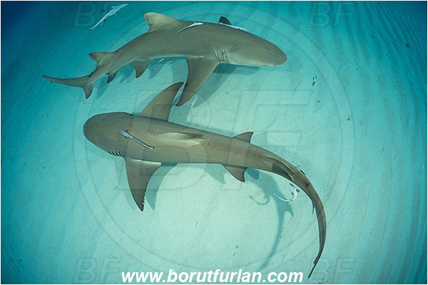 Tiger beach, Bahamas, Atlantic ocean, Negaprion brevirostris, Negaprion, Carcharhinidae, Elasmobranchii, Lemon shark, Shark, Fish, Echeneis naucrates, Echeneidae, Slender Suckerfish, Suckerfish, Sand