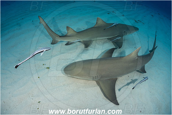 Tiger beach, Bahamas, Atlantic ocean, Negaprion brevirostris, Negaprion, Carcharhinidae, Elasmobranchii, Lemon shark, Shark, Fish, Echeneis naucrates, Echeneidae, Slender Suckerfish, Suckerfish, Sand