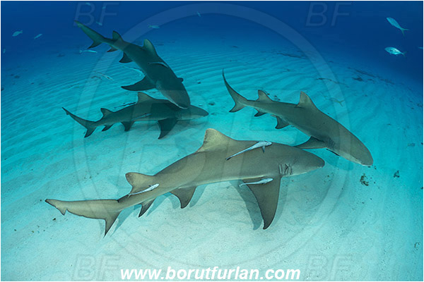Tiger beach, Bahamas, Atlantic ocean, Negaprion brevirostris, Negaprion, Carcharhinidae, Elasmobranchii, Lemon shark, Shark, Fish, Sand