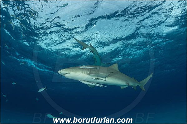 Tiger beach, Bahamas, Atlantic ocean, Negaprion brevirostris, Negaprion, Carcharhinidae, Elasmobranchii, Lemon shark, Shark, Fish