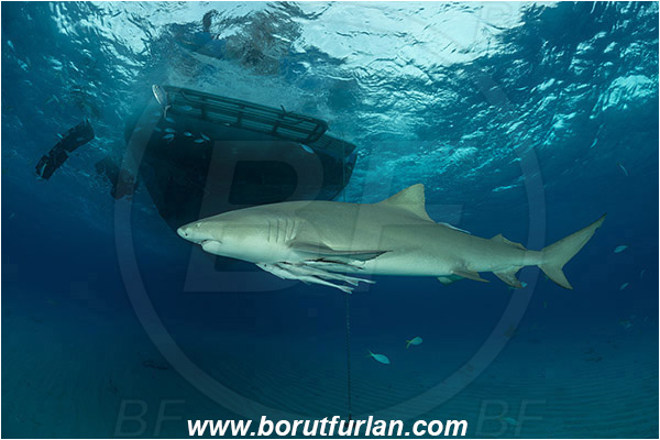 Tiger beach, Bahamas, Atlantic ocean, Negaprion brevirostris, Negaprion, Carcharhinidae, Elasmobranchii, Lemon shark, Shark, Fish, Sand, Boat