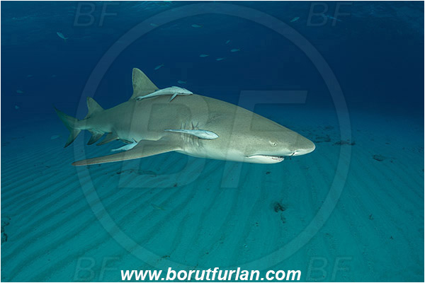 Tiger beach, Bahamas, Atlantic ocean, Negaprion brevirostris, Negaprion, Carcharhinidae, Elasmobranchii, Lemon shark, Shark, Fish, Sand