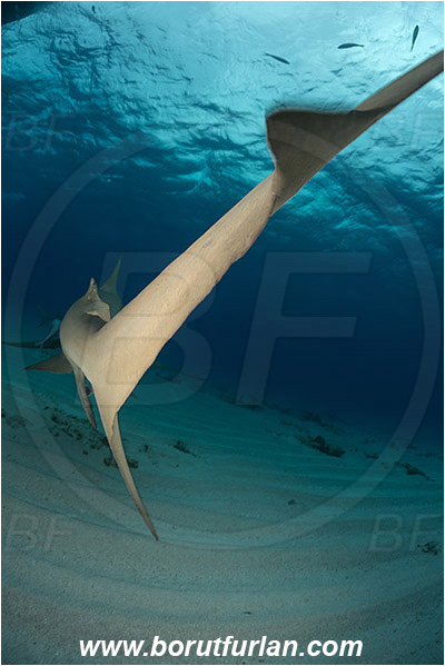 Tiger beach, Bahamas, Atlantic ocean, Negaprion brevirostris, Negaprion, Carcharhinidae, Elasmobranchii, Lemon shark, Shark, Fish, Sand, Tail