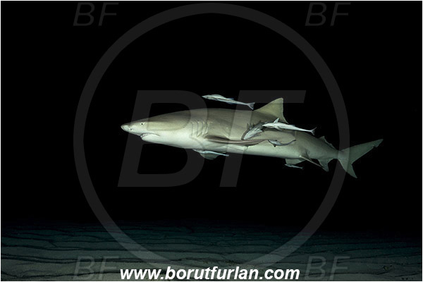 Tiger beach, Bahamas, Atlantic ocean, Negaprion brevirostris, Negaprion, Carcharhinidae, Elasmobranchii, Lemon shark, Shark, Fish, Sand, Night, Echeneis naucrates, Echeneidae, Slender Suckerfish, Suckerfish