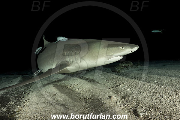 Tiger beach, Bahamas, Atlantic ocean, Negaprion brevirostris, Negaprion, Carcharhinidae, Elasmobranchii, Lemon shark, Shark, Fish, Sand, Night, Echeneis naucrates, Echeneidae, Slender Suckerfish, Suckerfish