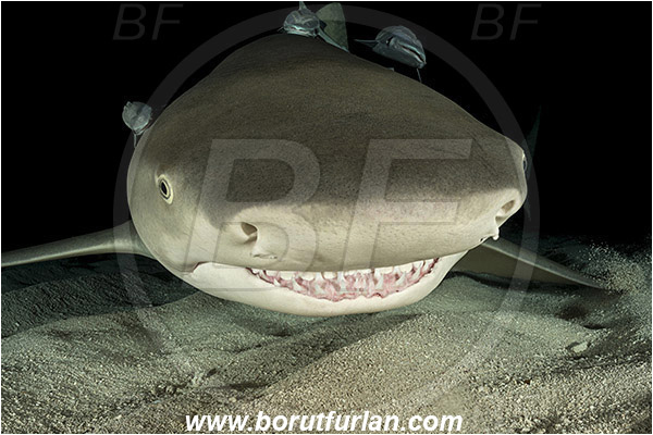 Tiger beach, Bahamas, Atlantic ocean, Negaprion brevirostris, Negaprion, Carcharhinidae, Elasmobranchii, Lemon shark, Shark, Fish, Sand, Night, Echeneis naucrates, Echeneidae, Slender Suckerfish, Suckerfish, Portrait
