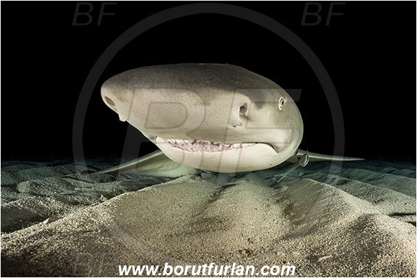 Tiger beach, Bahamas, Atlantic ocean, Negaprion brevirostris, Negaprion, Carcharhinidae, Elasmobranchii, Lemon shark, Shark, Fish, Sand, Night, Portrait