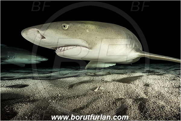 Tiger beach, Bahamas, Atlantic ocean, Negaprion brevirostris, Negaprion, Carcharhinidae, Elasmobranchii, Lemon shark, Shark, Fish, Sand, Night, Portrait