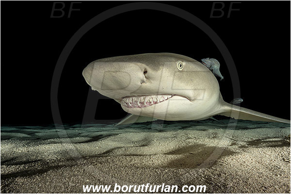 Tiger beach, Bahamas, Atlantic ocean, Negaprion brevirostris, Negaprion, Carcharhinidae, Elasmobranchii, Lemon shark, Shark, Fish, Sand, Night, Echeneis naucrates, Echeneidae, Slender Suckerfish, Suckerfish, Portrait