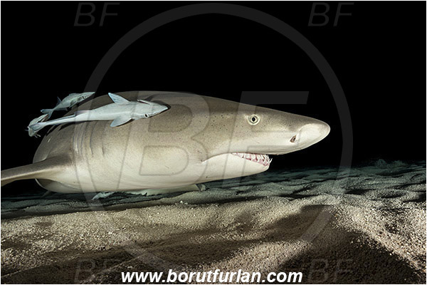 Tiger beach, Bahamas, Atlantic ocean, Negaprion brevirostris, Negaprion, Carcharhinidae, Elasmobranchii, Lemon shark, Shark, Fish, Sand, Night, Echeneis naucrates, Echeneidae, Slender Suckerfish, Suckerfish, Portrait