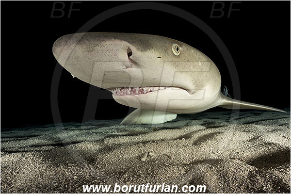 Tiger beach, Bahamas, Atlantic ocean, Negaprion brevirostris, Negaprion, Carcharhinidae, Elasmobranchii, Lemon shark, Shark, Fish, Sand, Night, Portrait