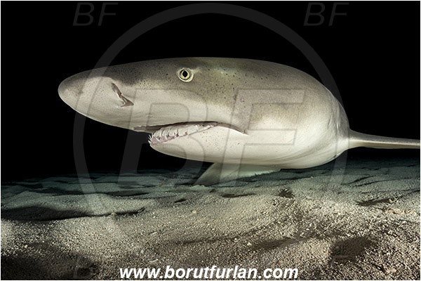 Tiger beach, Bahamas, Atlantic ocean, Negaprion brevirostris, Negaprion, Carcharhinidae, Elasmobranchii, Lemon shark, Shark, Fish, Sand, Night, Portrait