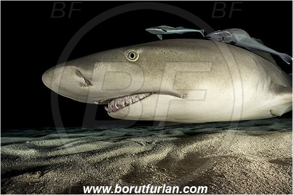 Tiger beach, Bahamas, Atlantic ocean, Negaprion brevirostris, Negaprion, Carcharhinidae, Elasmobranchii, Lemon shark, Shark, Fish, Sand, Night, Echeneis naucrates, Echeneidae, Slender Suckerfish, Suckerfish, Portrait