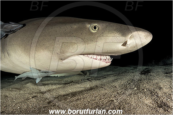 Tiger beach, Bahamas, Atlantic ocean, Negaprion brevirostris, Negaprion, Carcharhinidae, Elasmobranchii, Lemon shark, Shark, Fish, Sand, Night, Echeneis naucrates, Echeneidae, Slender Suckerfish, Suckerfish, Portrait