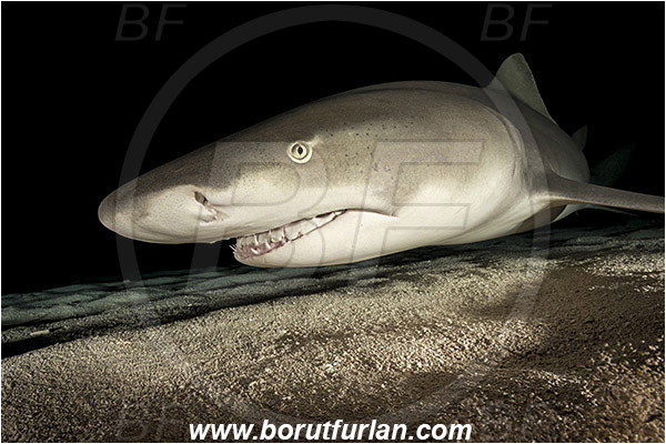 Tiger beach, Bahamas, Atlantic ocean, Negaprion brevirostris, Negaprion, Carcharhinidae, Elasmobranchii, Lemon shark, Shark, Fish, Sand, Night, Portrait