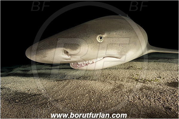 Tiger beach, Bahamas, Atlantic ocean, Negaprion brevirostris, Negaprion, Carcharhinidae, Elasmobranchii, Lemon shark, Shark, Fish, Sand, Night, Portrait